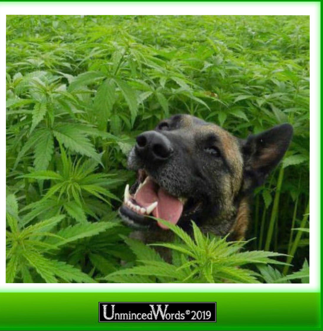 Happy dog in cannabis field