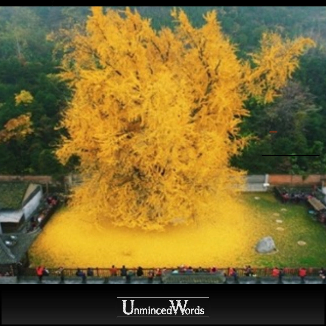 1,400-Year-Old Gingko Tree Sheds A Spectacular Ocean Of Golden Leaves