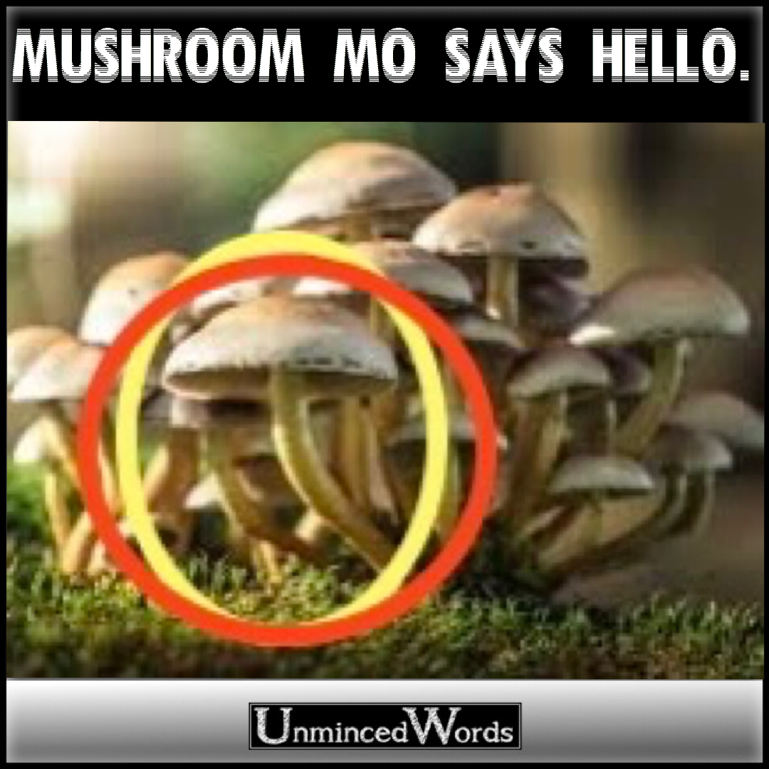 Mushroom Mo Says Hello