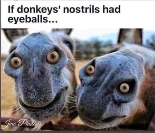 If donkeys nostrils had eyeballs