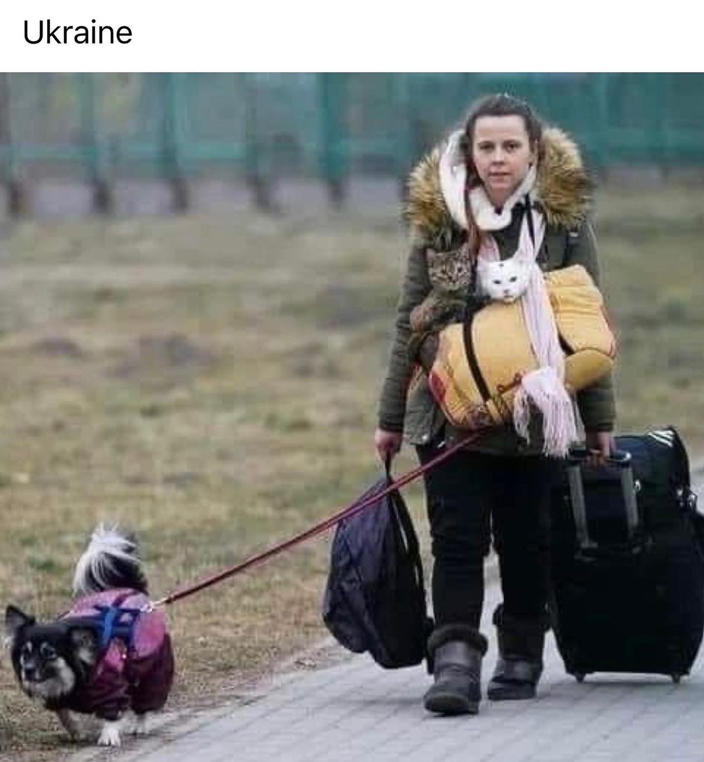 This Ukrainian woman on foot with pets says so much.
